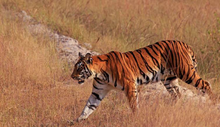 Bandhavgarh National Park Tiger