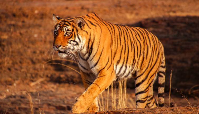 Understanding Tiger Stripes - Significance and Meanings - Tiger Safari in India
