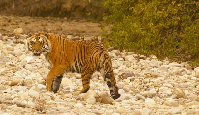 Corbett Tiger