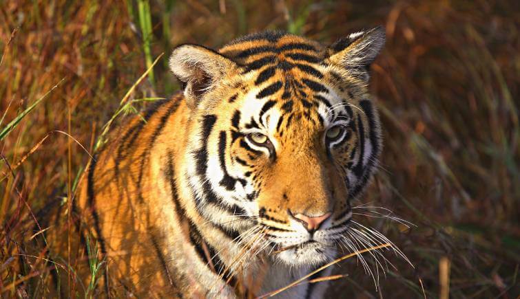 Kanha National Park Tiger