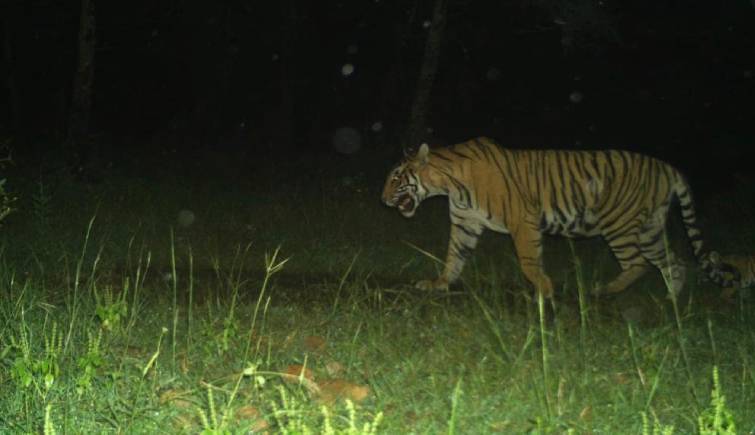 T-107 Spotted with New Cub in Ranthambore