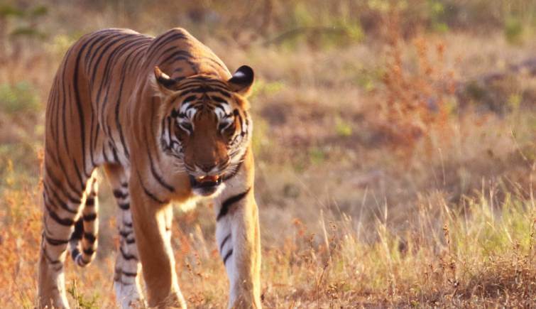 Tadoba National Park Tiger