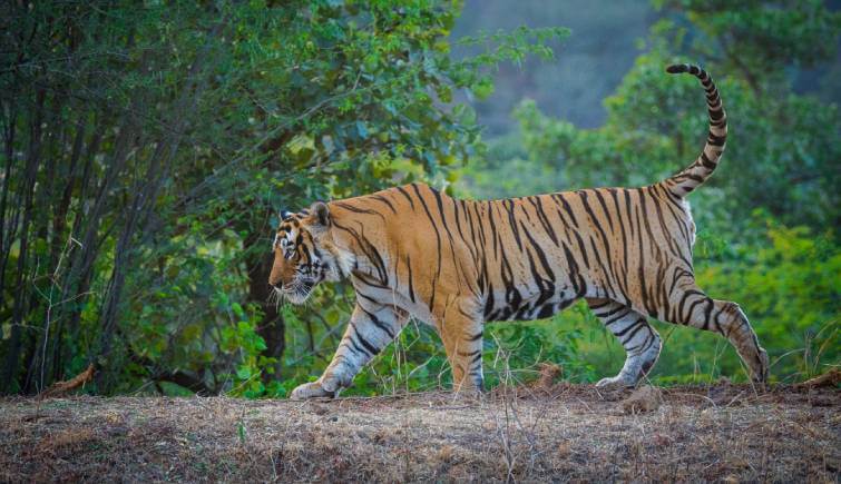95 Random Facts About Tigers You Probably Should Know