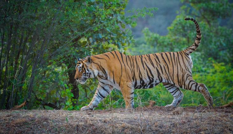 Bengal Tiger Safari Holidays - Natural World Safaris