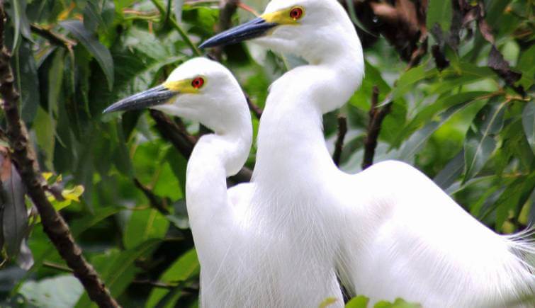 Bharatpur Bird Sanctuary