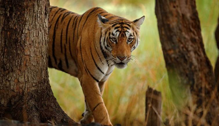 Ranthambore Tiger Reserve