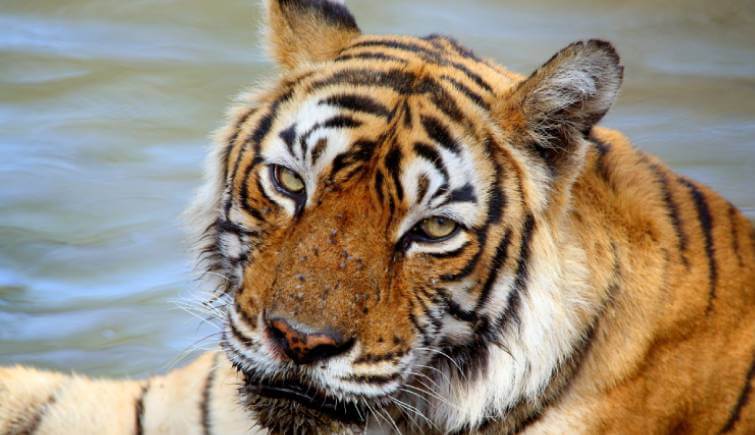Tigress Machhli Ranthambore National Park