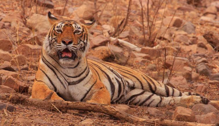 Tigress Machhli Ranthambore