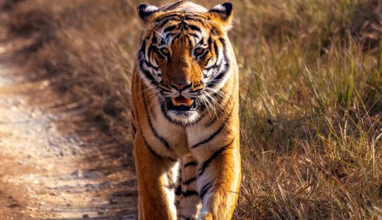 Corbett- Top Wildlife Weekend Getaways from Delhi