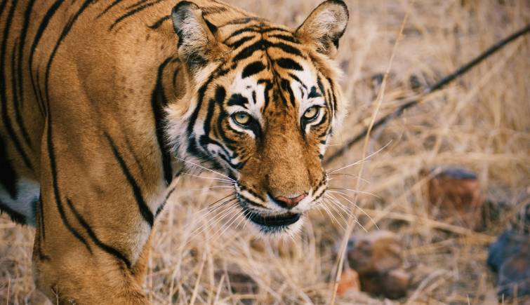 Singapore Mission Official Spots Tigress 'Shakti' at Ranthambore National Park