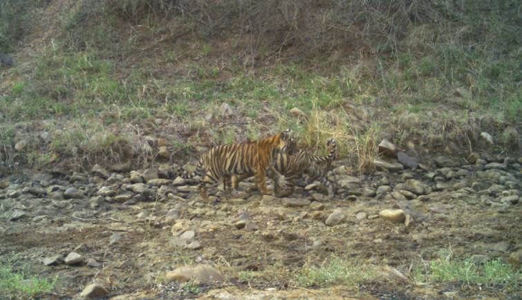 Tigress RBT 2313 Spotted with Cubs at Ranthambore