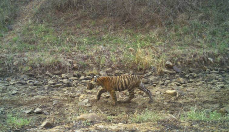 Tigress RBT 2313 Spotted with Cubs