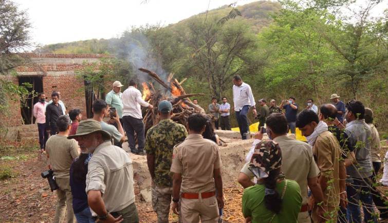 Ranthambore Tiger Reserve Tigress Arrowhead Passes Away