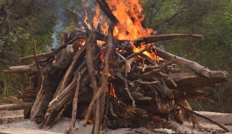 Ranthambore Tigress Arrowhead Passes Away