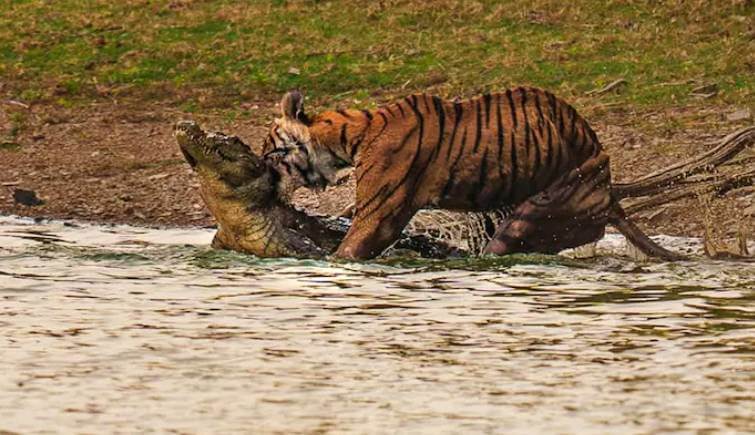 Tigress Arrowhead Hunts Crocodile