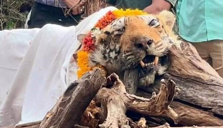 Tigress Arrowhead Passes Away