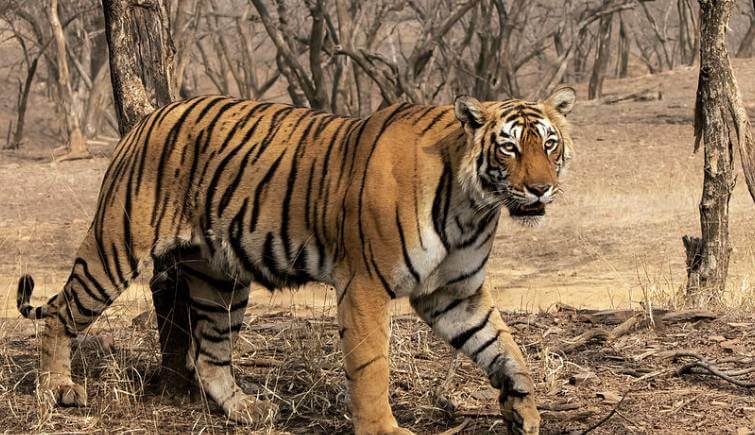 Tigress Arrowhead Ranthambore National Park