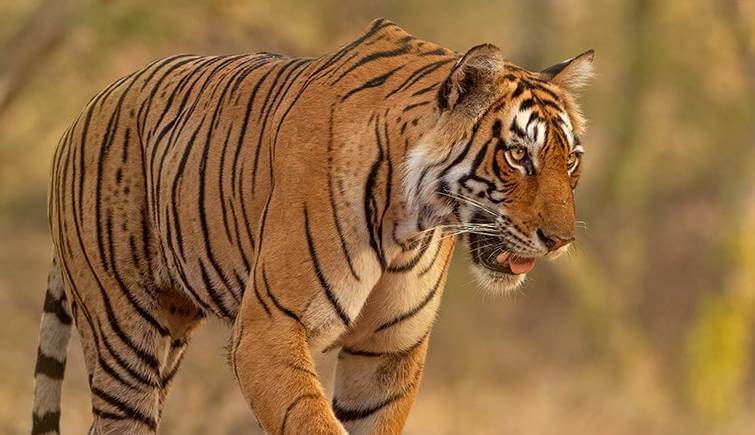 Tigress Arrowhead Ranthambore Tiger Reserve