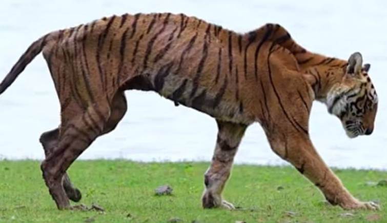 Tigress Arrowhead - The Last Walk