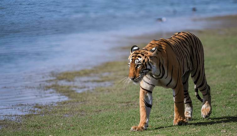 Tigress Arrowhead at Ranthambore Lake