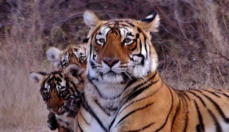 Tigress Arrowhead with Cubs