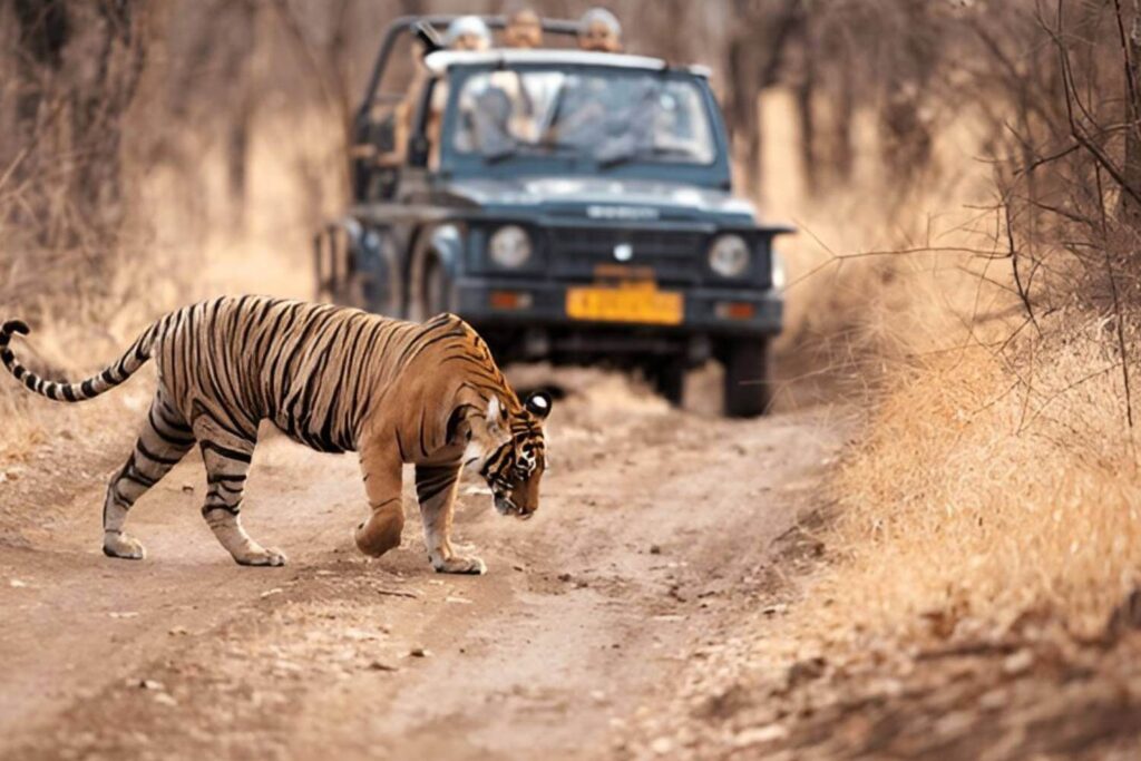 Ranthambore Jeep Safari