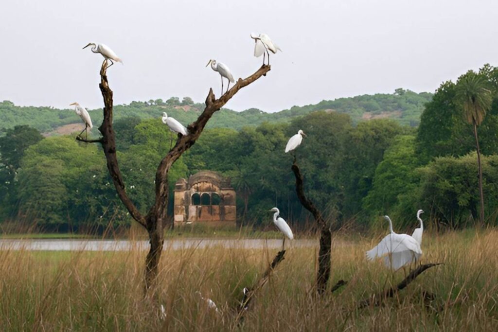 Ranthambore National Park