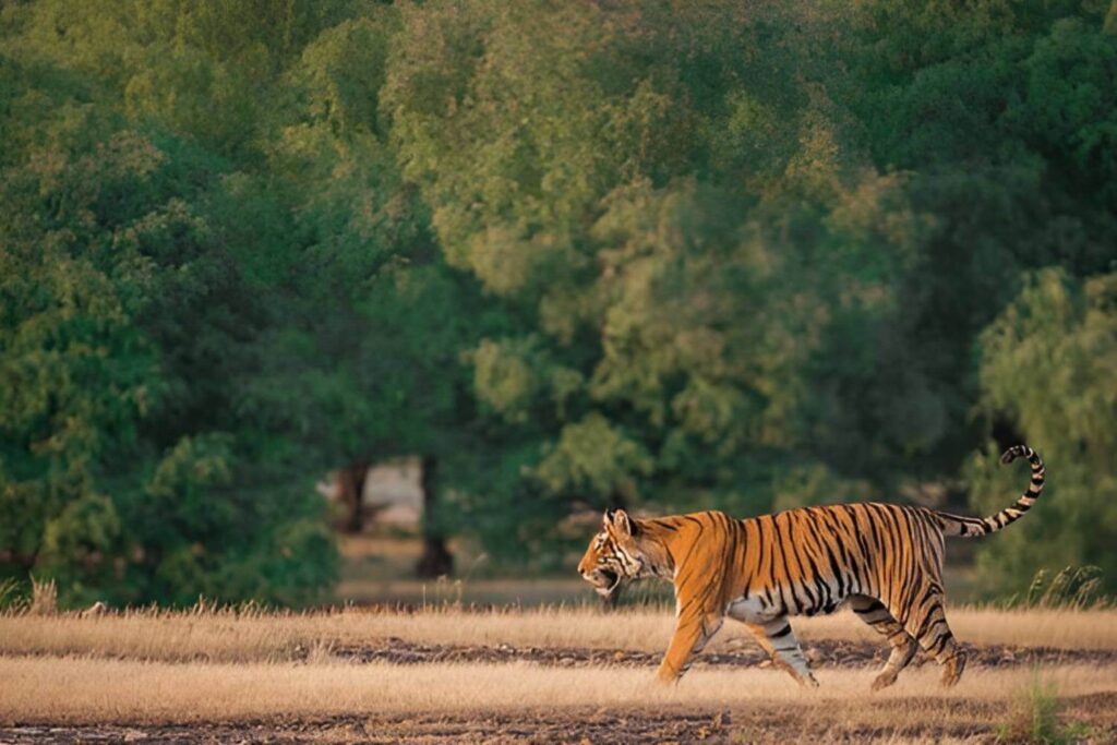 Ranthambore National Park Tiger