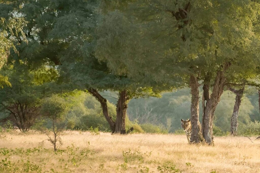 Ranthambore Park