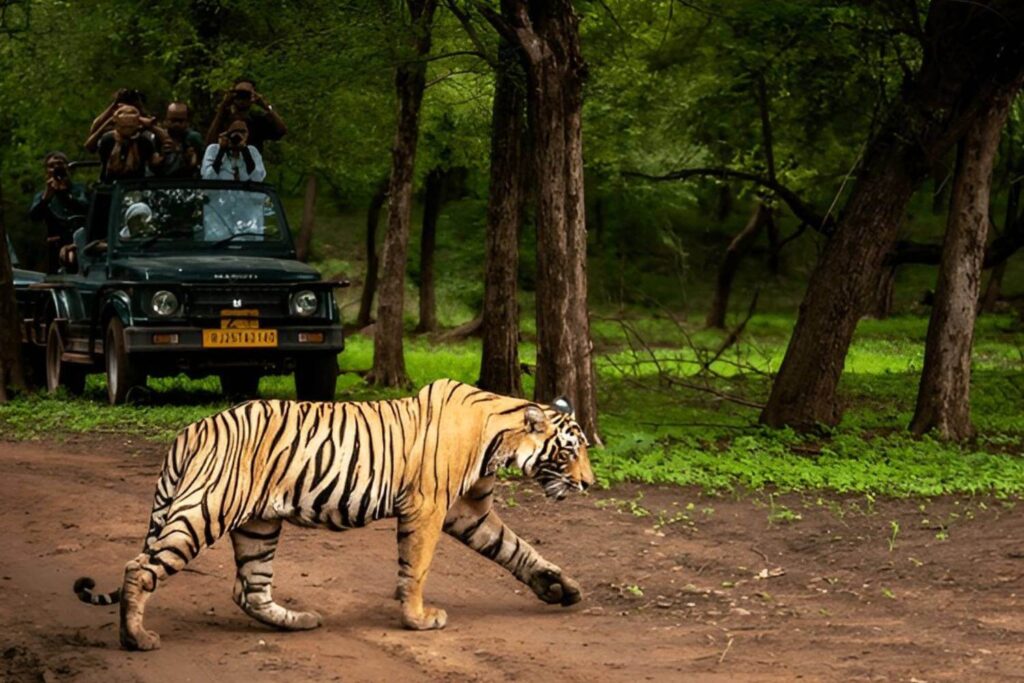 Ranthambore Safari