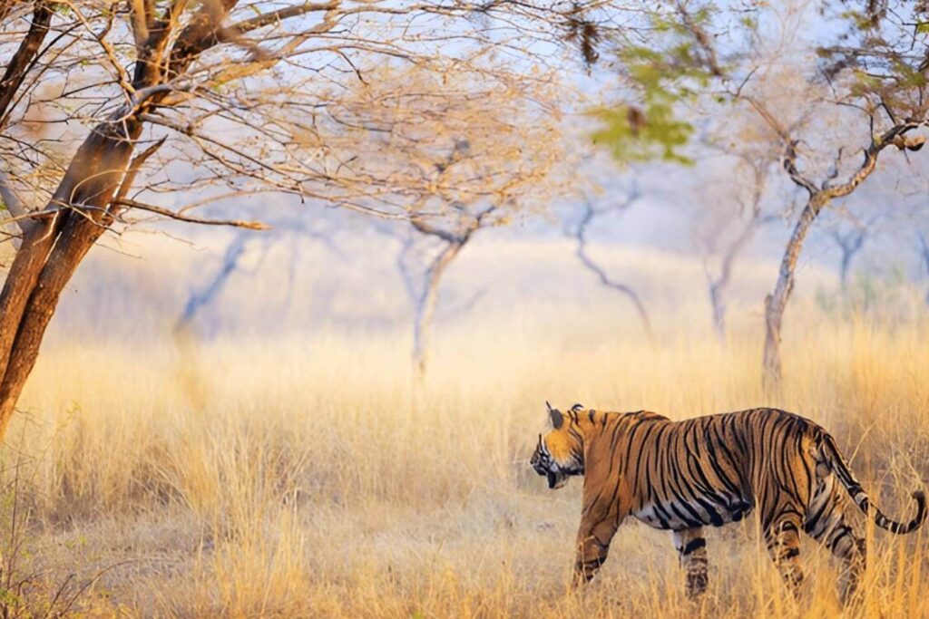 Ranthambore Tiger Reserve Rajasthan