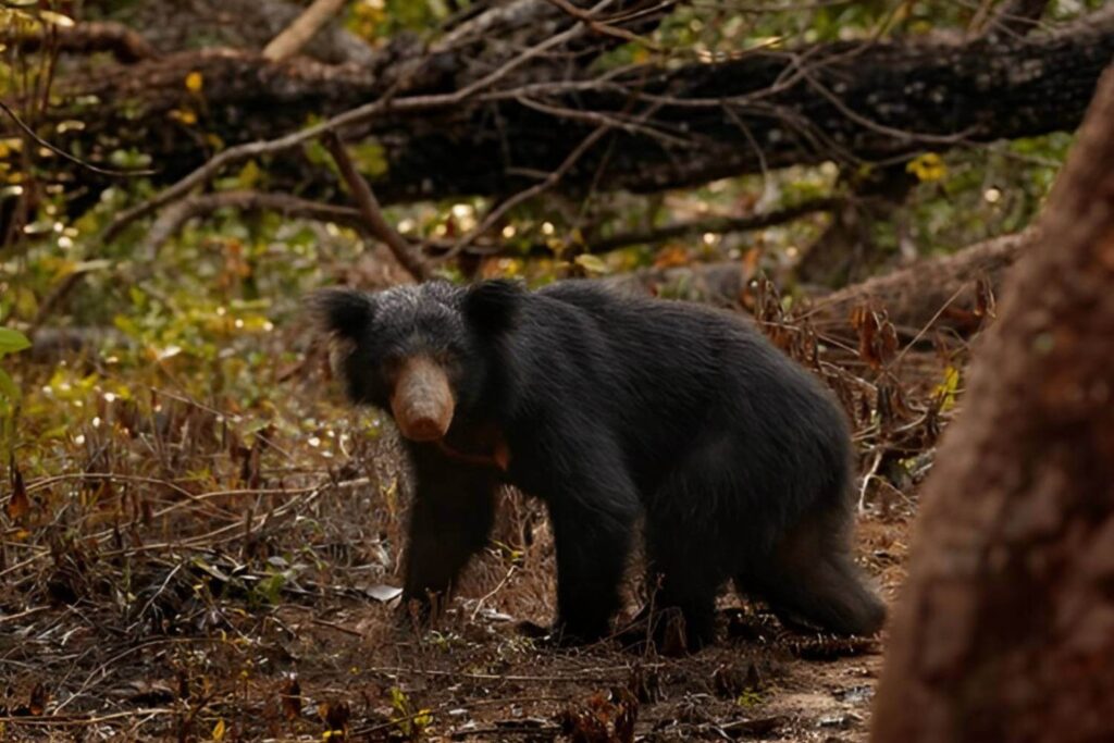 Sloth Bear Ranthambhore National Park