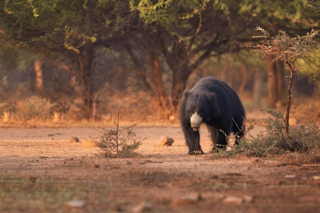 Sloth Bear Ranthambore National Park