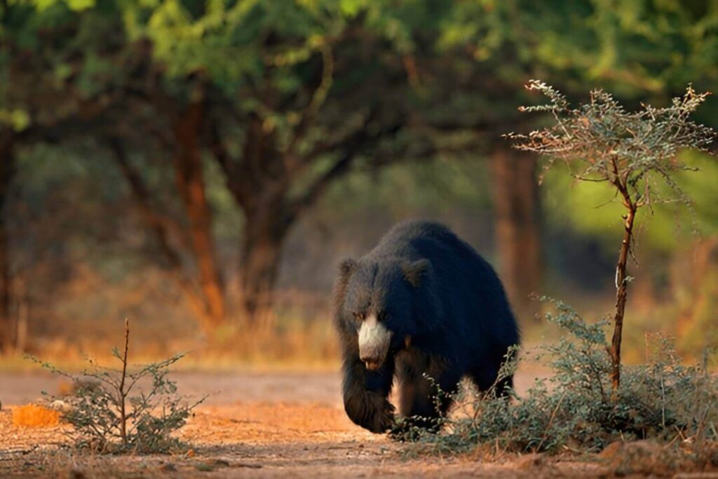 Sloth Bear Ranthambore Park