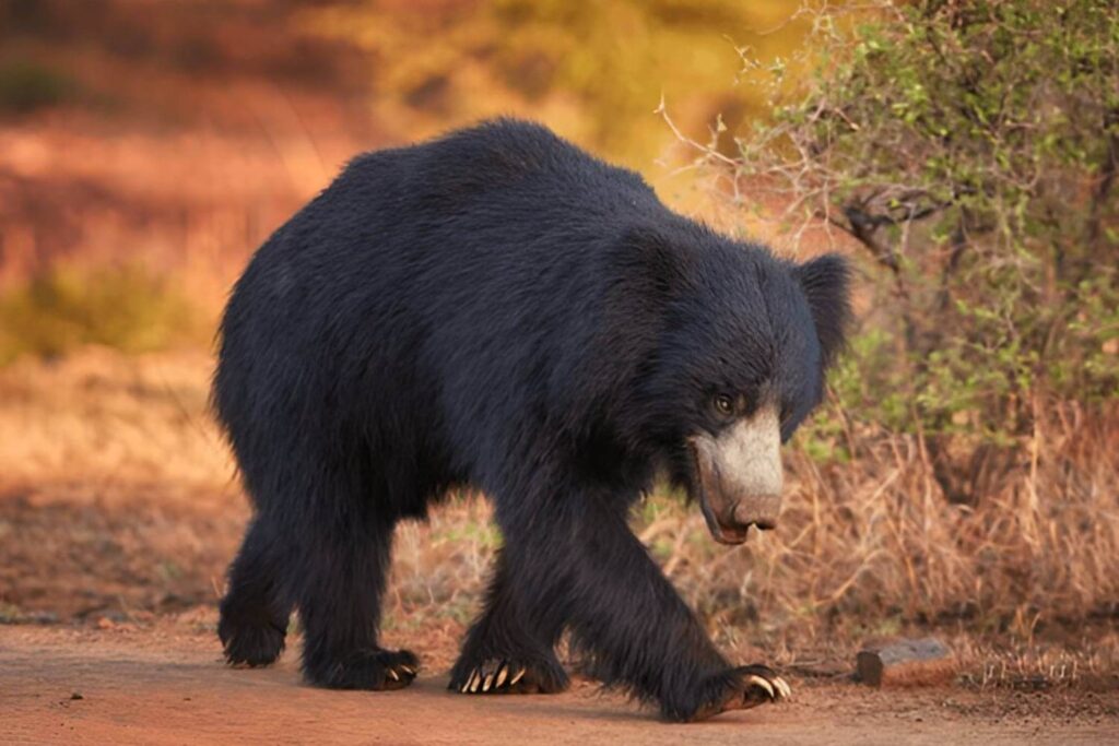 Sloth Bear Ranthambore Tiger Reserve