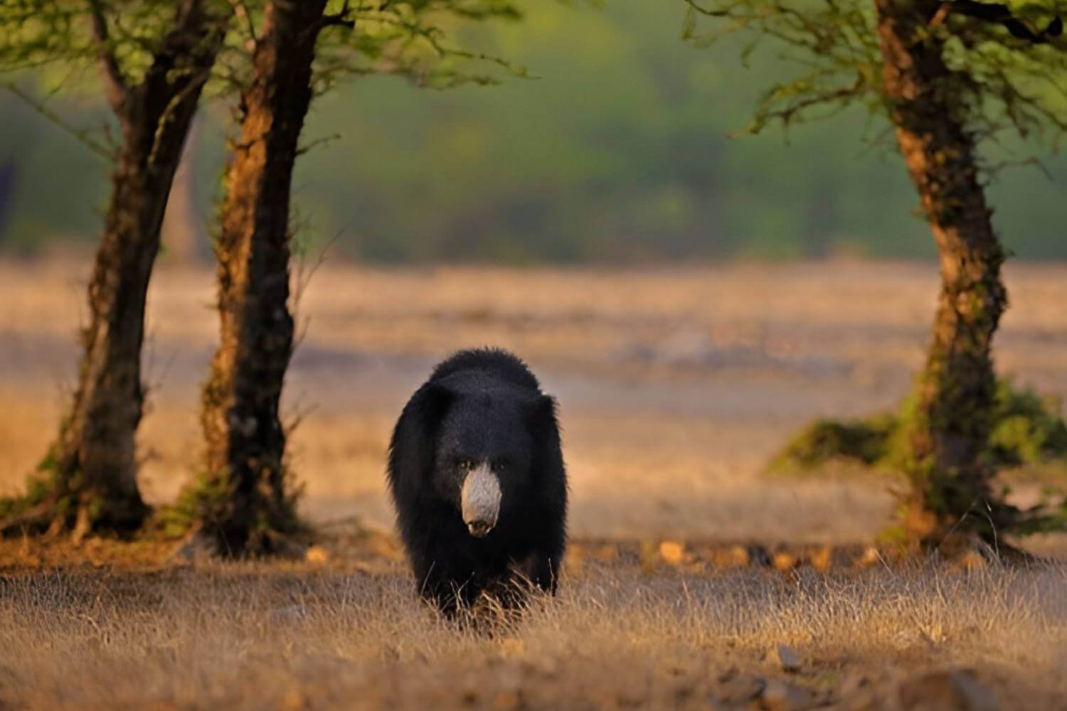 Ranthambore Witnesses Surge In Sloth Bear Sightings Wildlife News Ranthambore Witnesses Surge In Sloth Bear Sightings Wildlife News