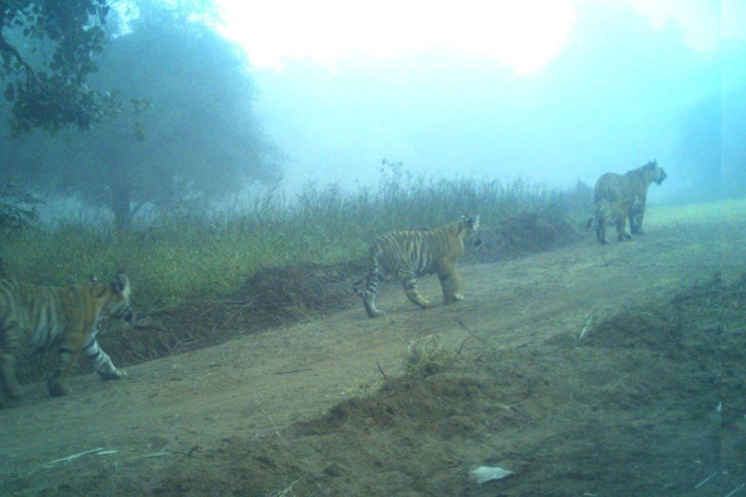 Ranthambore's Tigress T-2307 Gives Birth to Three Cubs 