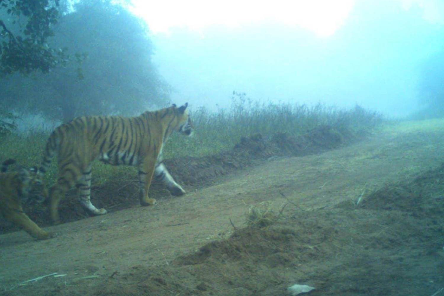 Ranthambore's Tigress T-2307 Gives Birth to Three Cubs 