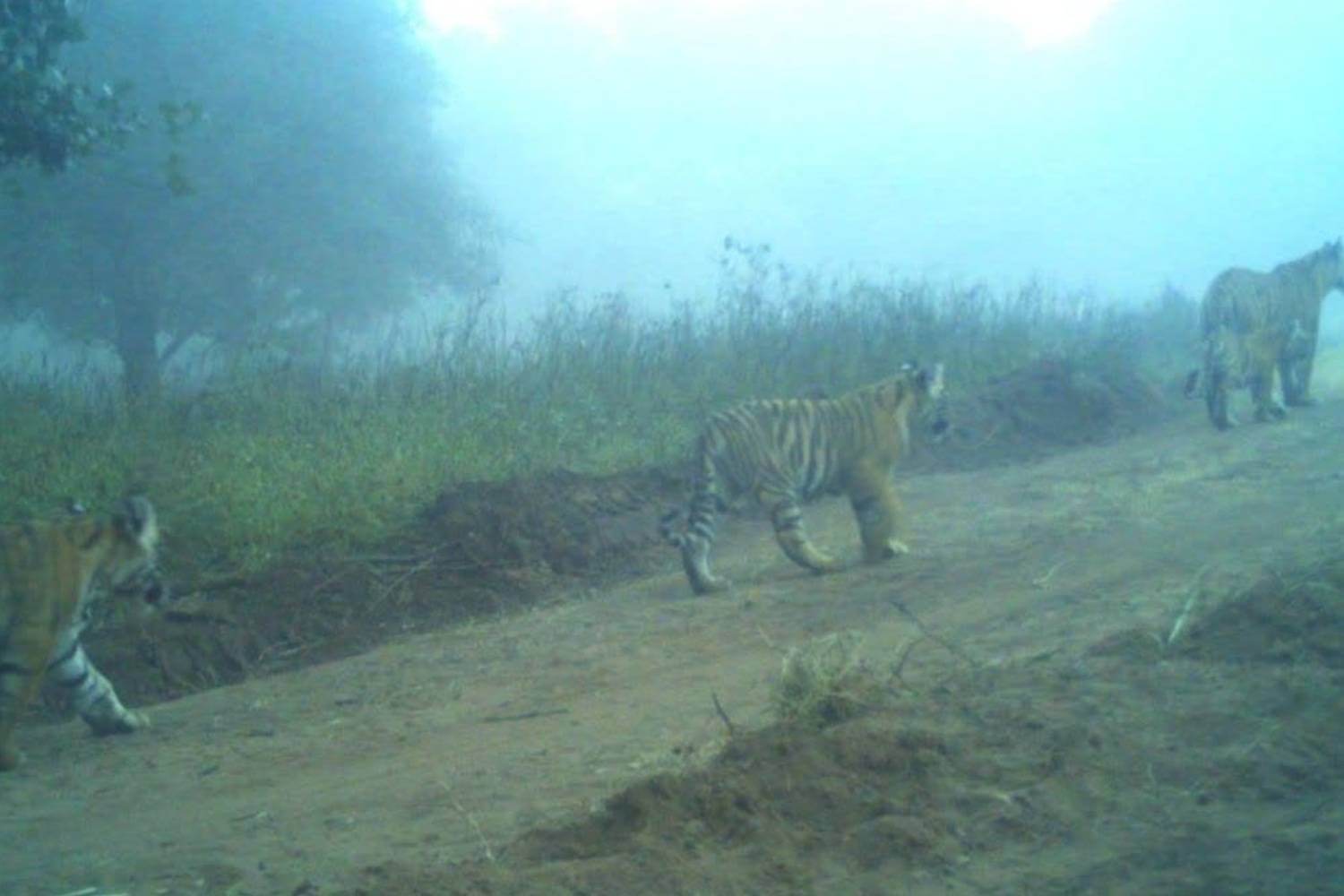 Ranthambore's Tigress T-2307 Gives Birth to Three Cubs 