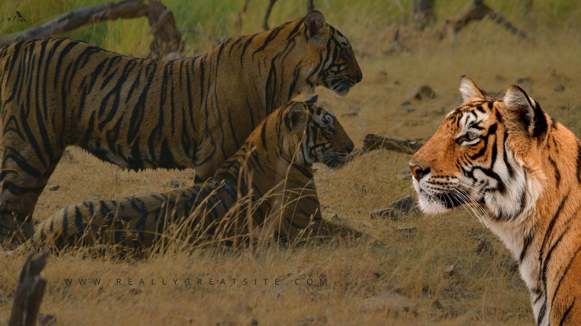 Socio-Economic Impacts of Tiger Tourism on Local Communities in India