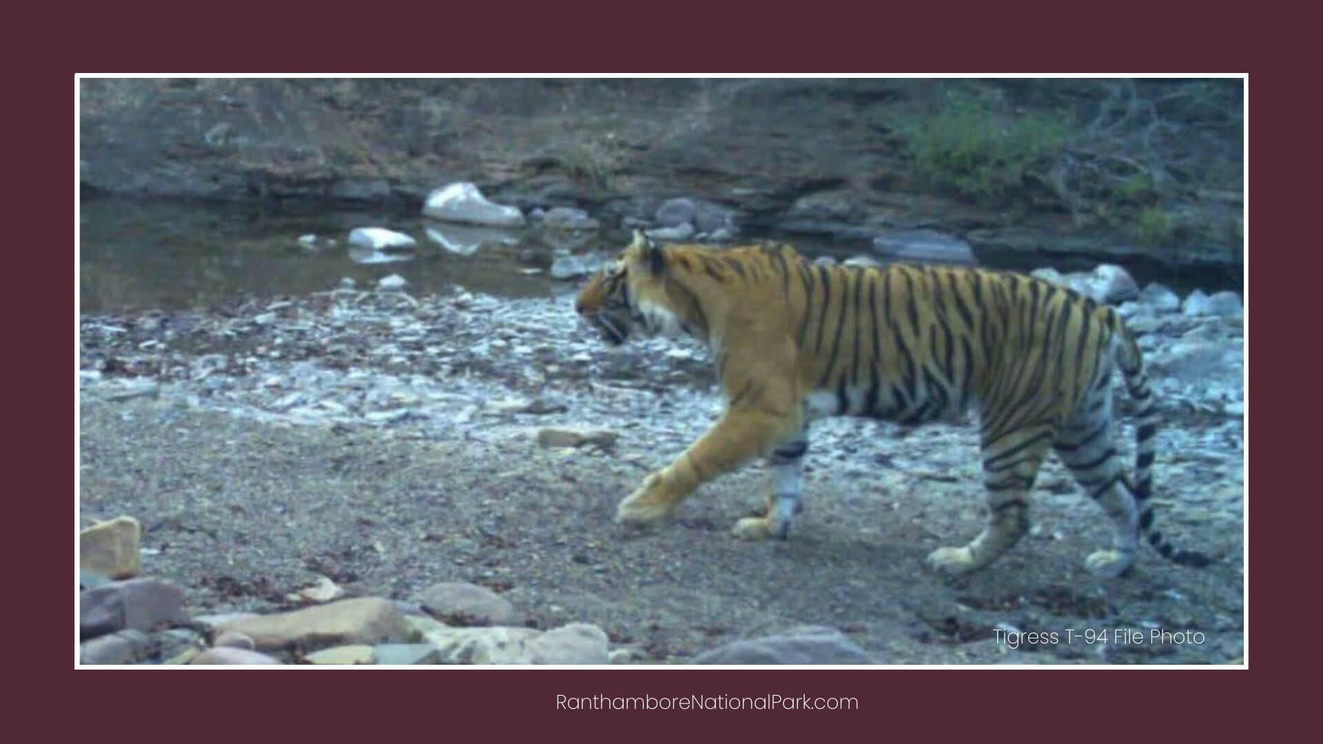 Ranthambore Tigress T-94