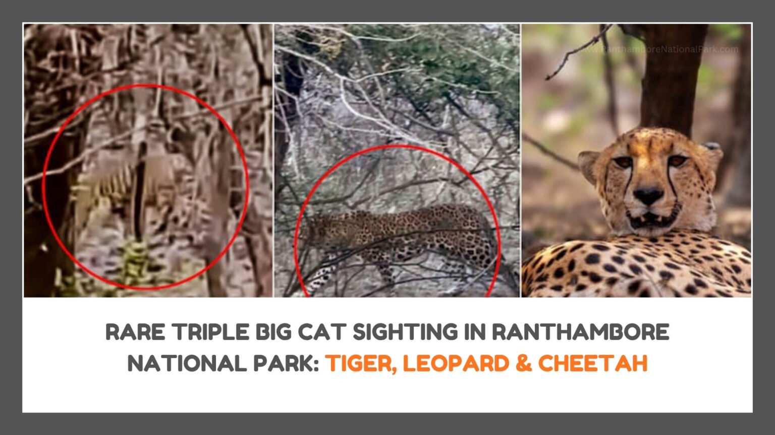 Farewell to Arrowhead: Ranthambore’s Iconic Tigress and Fearless Queen ...