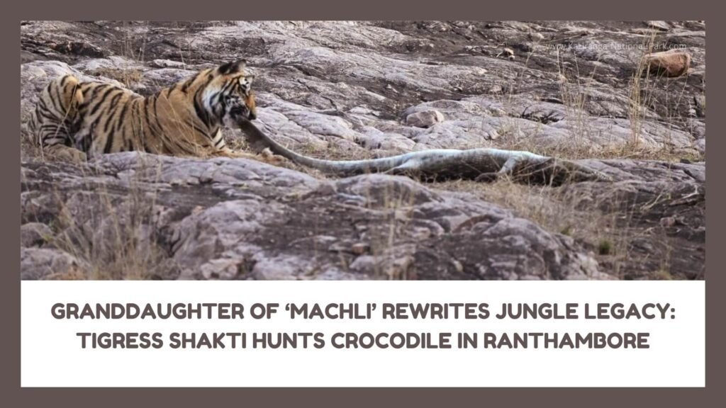 Farewell to Arrowhead: Ranthambore’s Iconic Tigress and Fearless Queen ...