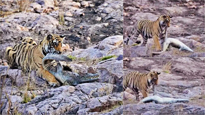 Tigress Shakti Hunts Crocodile in Ranthambore National Park