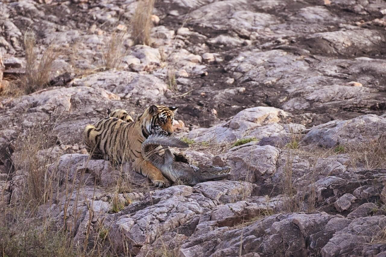 Tigress Shakti Hunts Crocodile in Ranthambore Park
