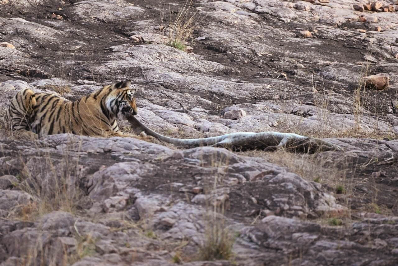 Tigress Shakti Hunts Crocodile in Ranthambore Tiger Reserve
