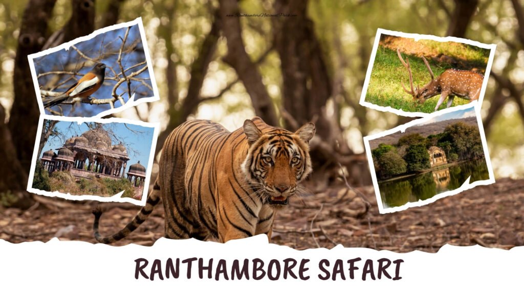 Ranthambore Safari- Golden Triangle India