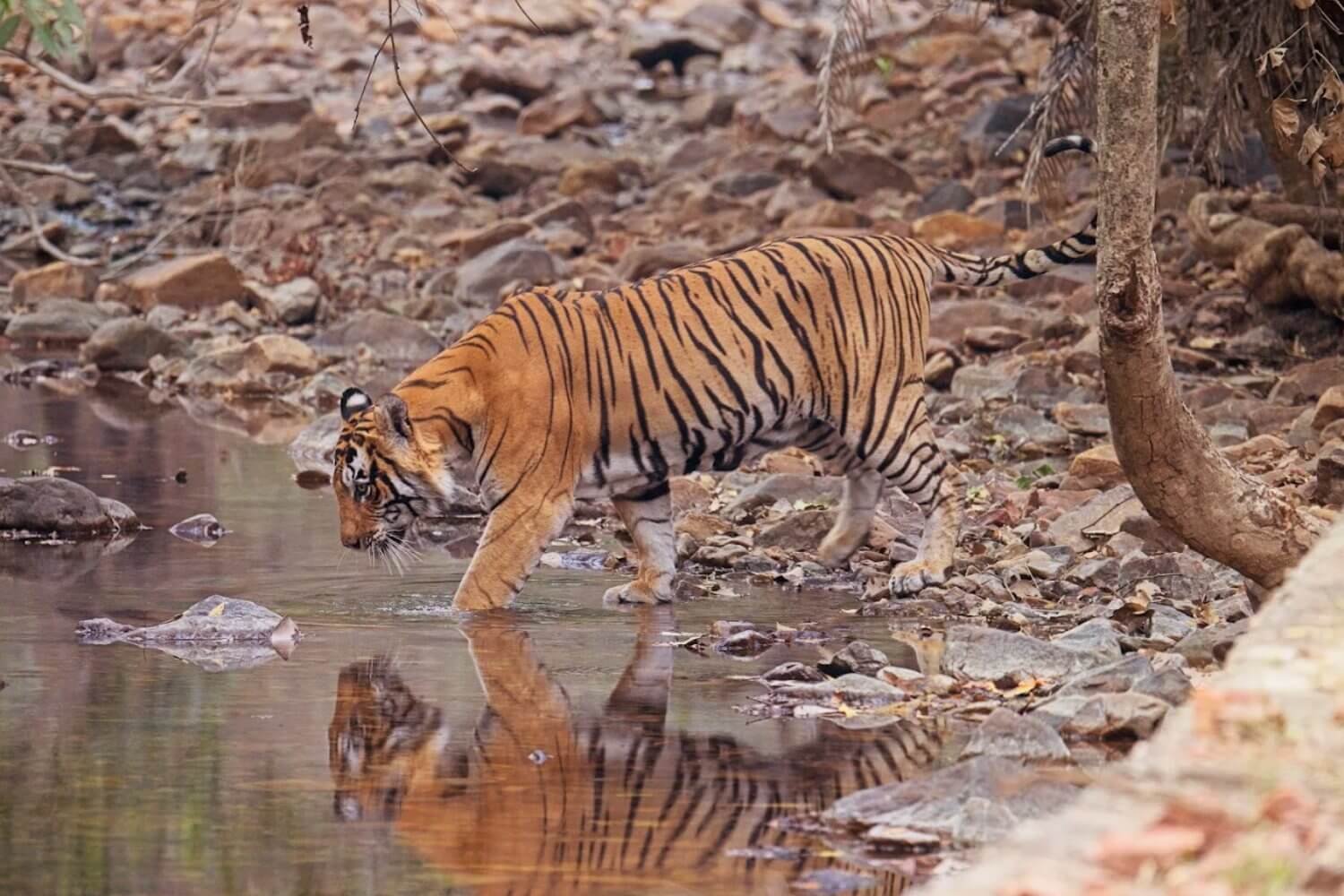 Ranthambhore National Park