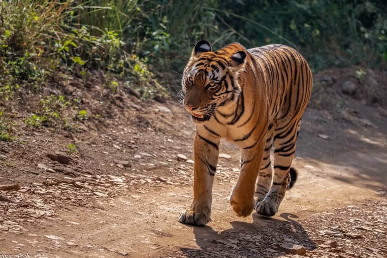 Ranthambhore Tiger Reserve