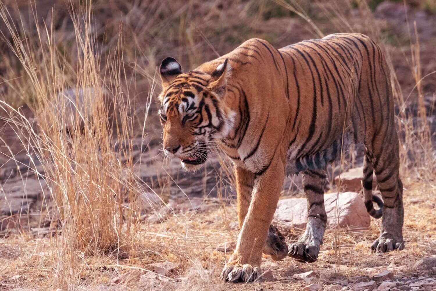Ranthambore National Park Rajasthan India